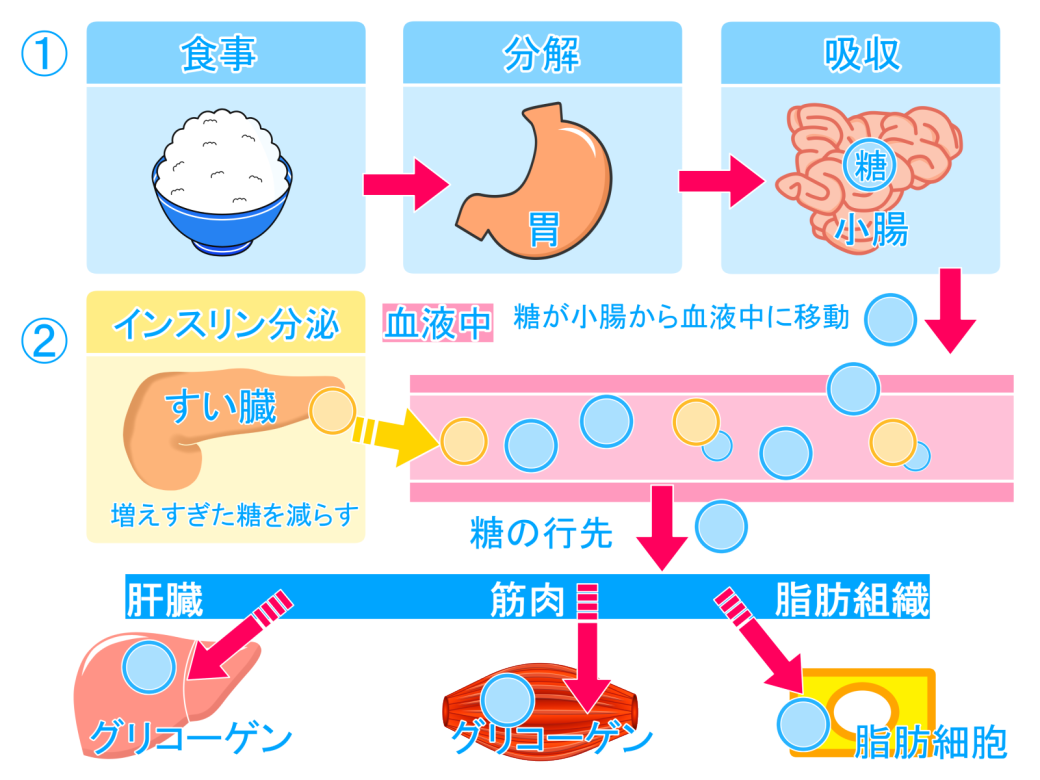 グリコーゲン